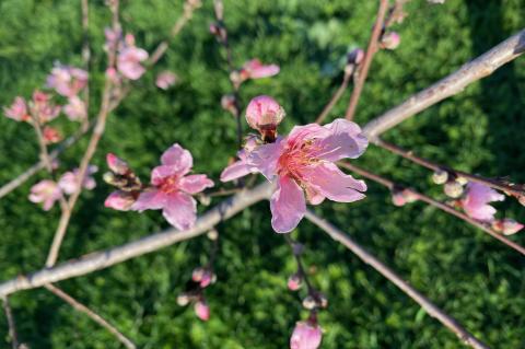 Fruit trees like this peach tree provide year-round interest to your yard adding flower, shade and fruit. March is the ideal time for planting fruit trees in central Texas. Courtesy photo