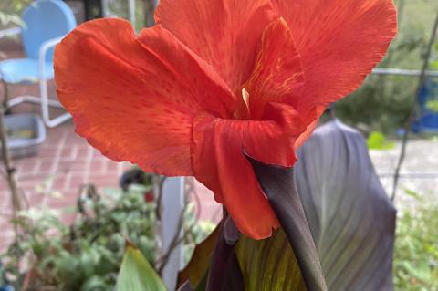 Heat loving cannas come in a variety of colors and sizes. Rhizomes can be planted now for spring growth and summer bloom. Pictured is "Cleopatra.” Courtesy photo