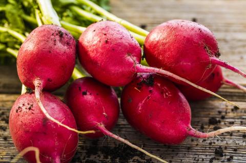 While some plants are effectively in hibernation during the winter, radishes stay active during the cold season.