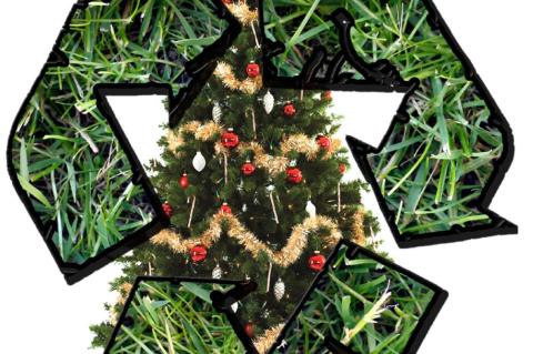 Christmas trees can be recycled at the Elgin Park & Ride Lot. No photo credit