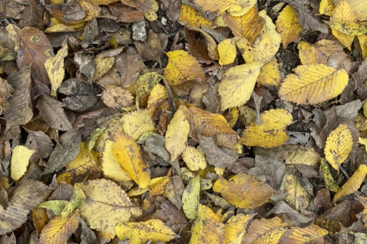 Don't send fallen leaves to the landfill. Leaves are a great resource for free mulch and organic material for your compost pile. Photo by Julie Rydell