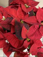 Poinsettias are a staple of the holidays. Courtesy photo