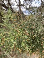 Cones on male cedar trees contain pollen which open and release pollen when weather conditions are cool and dry.   Photo by Julie Rydell