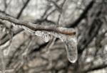 Ice accumulates on a tree branch during Winter Storm Mara Feb. 1. Photo by Fernando Castro